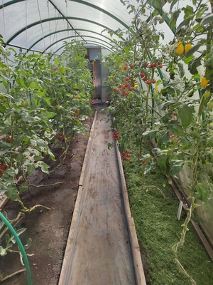 Зачем удалять верхушки и нижние листья томатов
