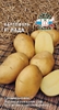 Картофель Лада F1 0.02 г,Характеризуется стабильно высоким урожаем в любых регионах, Седек
