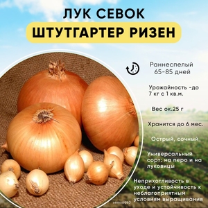 Лук-севок Штуттгартер Ризен выборок крупный 1 кг,  проверенный сорт, неприхотливый, урожайный, вкусный, Россия