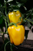 Перец сладкий Звезда Востока Оранжевая F1 0.1 г, суперурожайный - Отличный товар для супермаркетов. Урожайность в открытом грунте 40-45 т/га, в зимних теплицах -18-24 кг/ м2, СеДеК