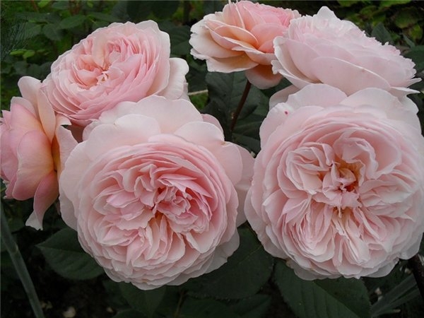 Роза кустовая флорибунда Принцесса Лиана 1 шт, Садовита