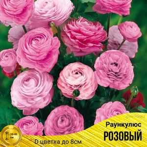 Ранункулюс Розовый 3 шт, Садовита