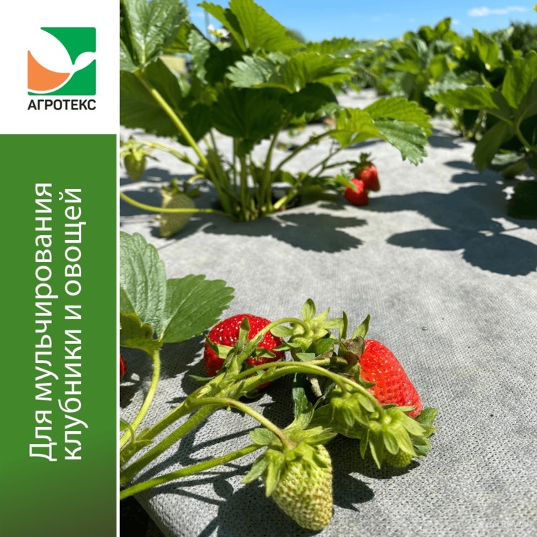 Укрывной материал Агротекс Профф 80 UV- бело-чёрный 1.6x10м,Защищает от перегрева и сорняков, ранний урожай, без прополки и загрязнения плодов, Гекса