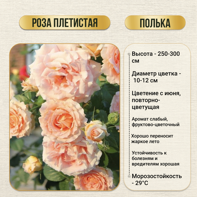 Роза кустовая плетистая Полька 1 шт, Садовита