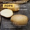 Картофель семенной Лорх Супер Элита сетка 2 кг, старейший советский сорт