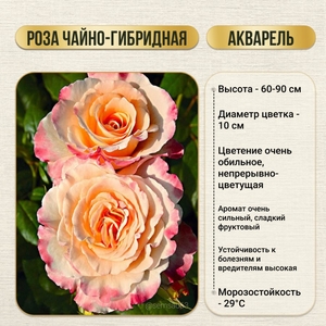 Роза кустовая чайно-гибридная Акварель 1 шт, Садовита