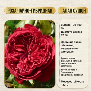 Роза кустовая чайно-гибридная Алан Сушон 1 шт, Садовита