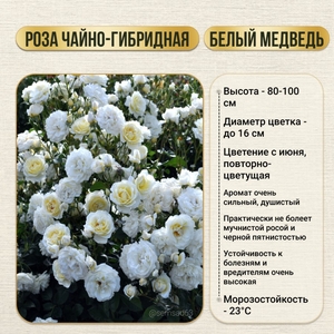 Роза кустовая чайно-гибридная Белый Медведь 1 шт, Садовита
