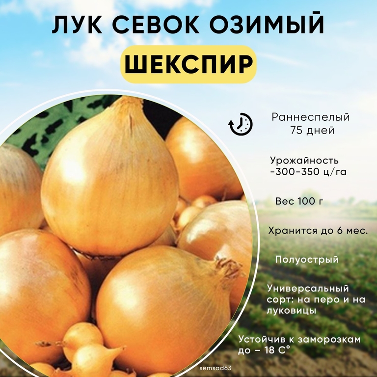 Лук севок Шекспир выборок 1 кг , высокая урожайность, очень хорошо переносит зиму, Россия