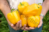 Перец сладкий Тавиньяно F1 5шт,Плоды кубовидной формы, красивого густо-жёлтого цвета, крупные, Партнер