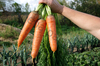 Морковь Канада F1 0.5г, Великолепно растёт на тяжёлых почвах, Партнёр
