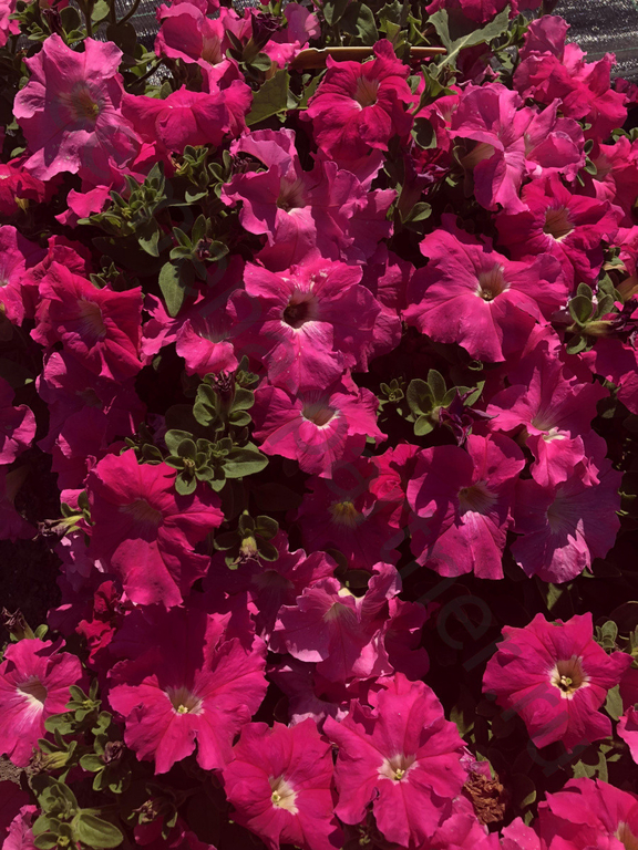 Петуния серия "Супремо" Эмилия  F1 крупноцветковая полуампельная Тёмно-розовая  5шт, Партнёр