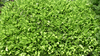 Салат листовой Сорт Дубачек, раннеспелый листовой, 0.5г, для открытого и защищённого грунта,  Партнер