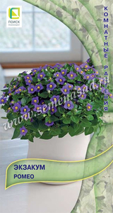 Экзакум (Персидская Фиалка) Ромео 5шт, Многочисленные миниатюрные ароматные цветки диаметром 1,5 см, Поиск