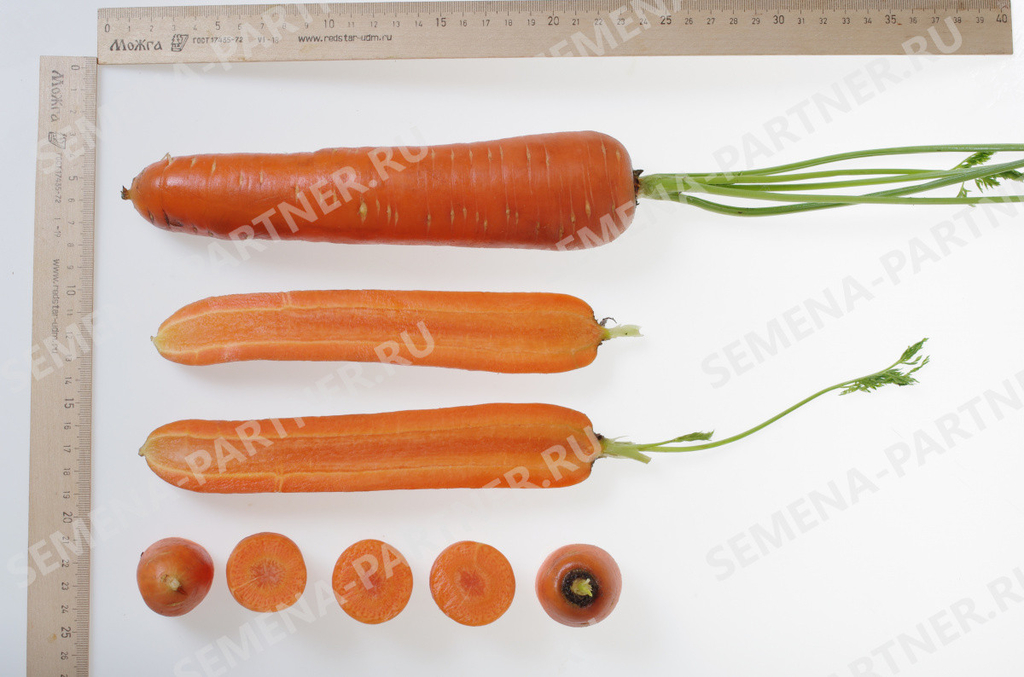 Морковь Страна Чудес F1 1г, срок хранения до марта,устойчива к низким температурам и недостатку света, Партнёр