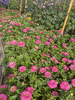 Цинния Фэнтези Античный Розовый F1 4шт,Чрезвычайно выносливая и наиболее раннецветущая серия, Партнёр