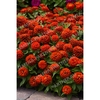 Цинния Фэнтези Персидский Красный F1 4шт,Чрезвычайно выносливая и наиболее раннецветущая серия, Партнёр