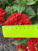 Цинния Фэнтези Персидский Красный F1 4шт,Чрезвычайно выносливая и наиболее раннецветущая серия, Партнёр