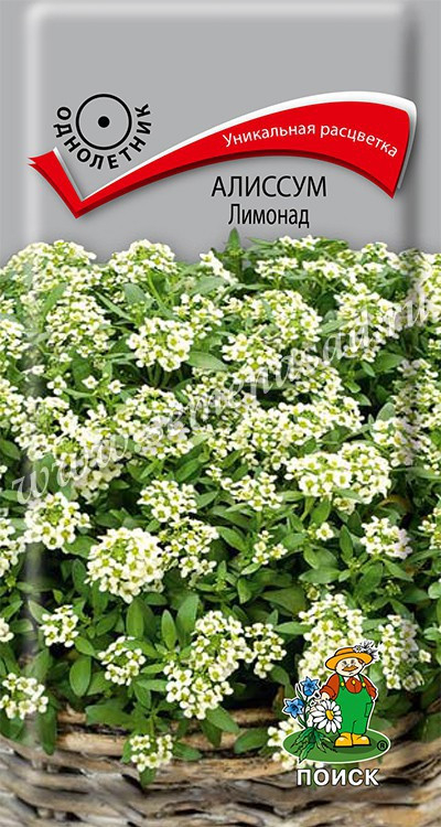Алиссум мор. Лимонад 0.3г Поиск, Уникальная расцветка! Миниатюрное растение с мелкими цветками с медовым