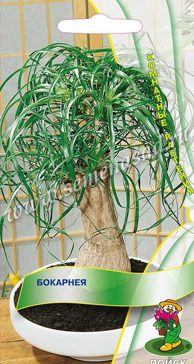 Бокарнея 5шт Поиск, Декоративное экзотическое растение из семейства агавовых,