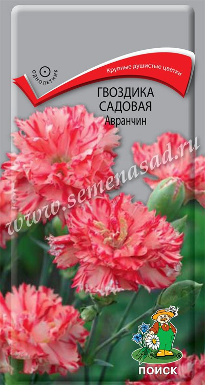 Гвоздика садовая Авранчин 0.1г Поиск, Цветки крупные, диаметром 4 6 см, махровые, душистые.