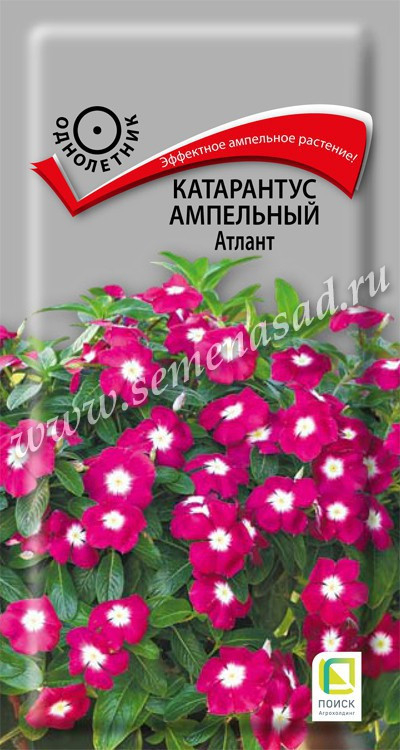 Катарантус (барвинок) Атлант амп. 10шт Поиск, Эффектное ампельное растение!
