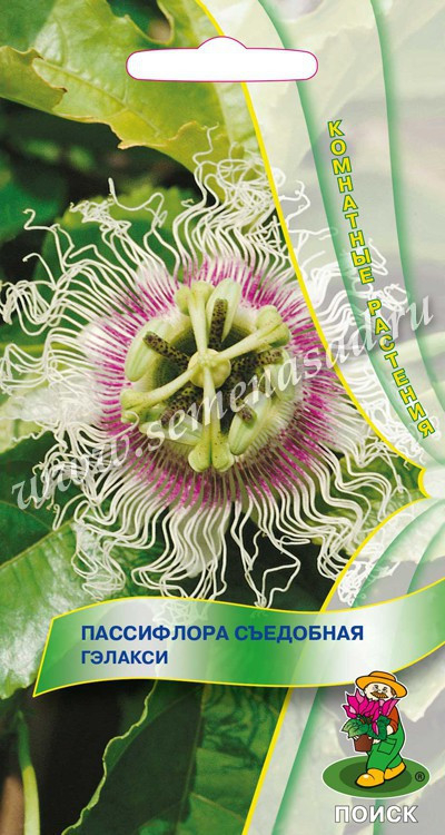 Пассифлора Гэлакси съедобная 0.2г Поиск, Идеальное растение с прекрасным ароматом для вертикального
