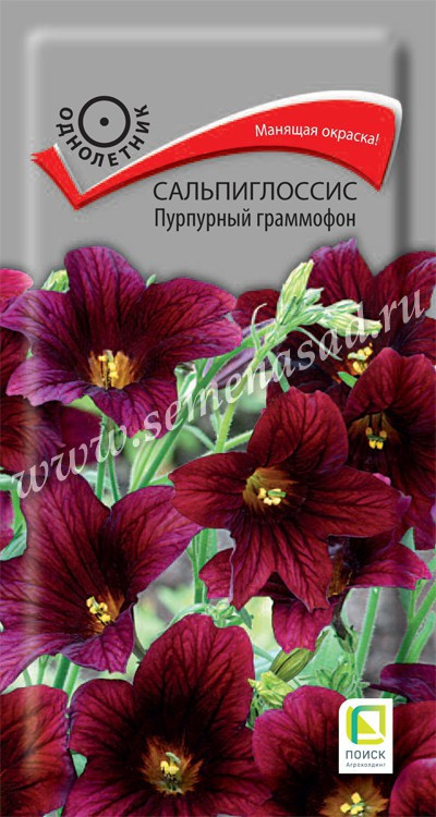 Сальпиглоссис (выемчатый) Пурпурный граммофон 0.01г Поиск, Сильноветвистое растение привлекает к себе внимание