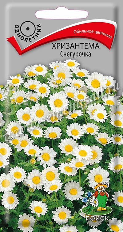 Хризантема Снегурочка 30шт Поиск, Обильное цветение.