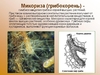 Биопрепарат Микофренд 30г, стимулятор развития корневой системы+биофунгицид+инсектицид, ОрганикЛайн
