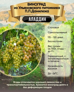 Виноград Аладдин 1 шт, Ульяновский Виноград