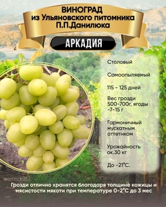 Виноград Аркадия 1 шт, Ульяновский Виноград