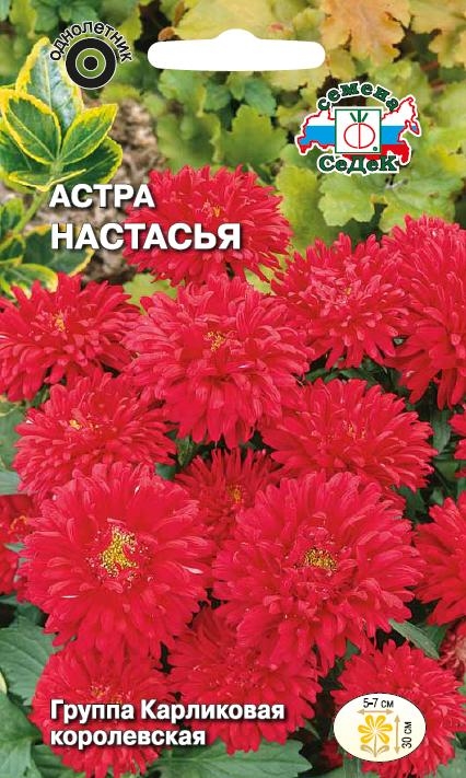Астра Настасья корол. карл. 0,2г, Седек