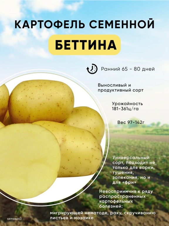 Картофель семенной Беттина элита, сетка 5 кг (130 руб за 1 кг)