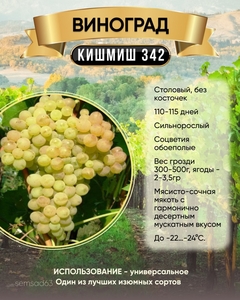 Виноград Кишмиш 342 (венгерский) очень ранний, Садовита