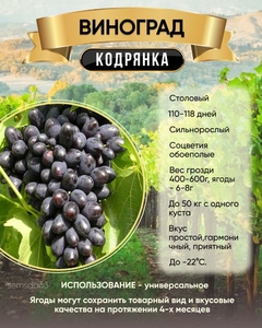 Виноград Кодрянка, ВолжскийСад