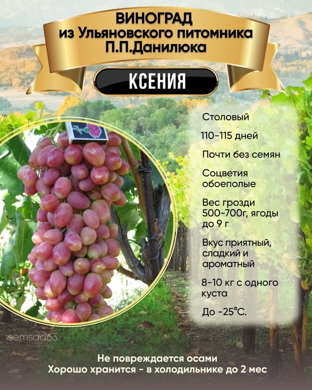 Виноград Ксения 1 шт, Ульяновский Виноград