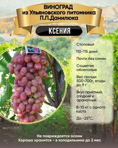 Виноград Ксения 1 шт, Ульяновский Виноград