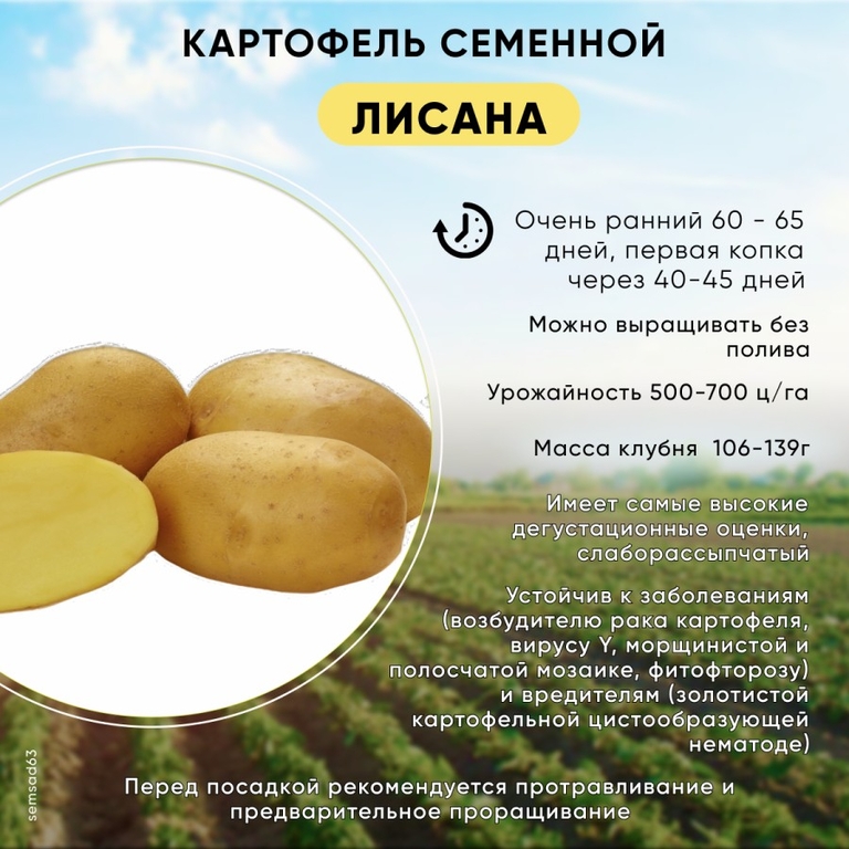 Картофель семенной Лисана элита, сетка 3 кг (120 руб за 1 кг)