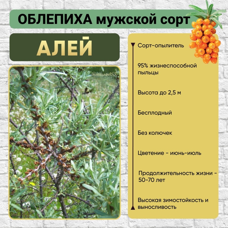 Облепиха Алей (мужское растение) 1 шт, ВолжскийСад