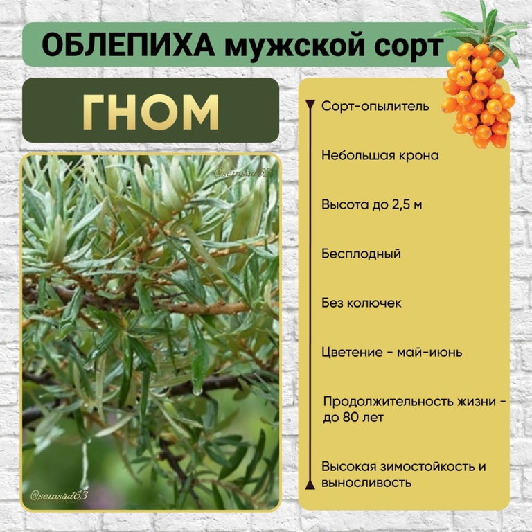 Облепиха Гном (мужское растение) 1 шт, ВолжскийСад