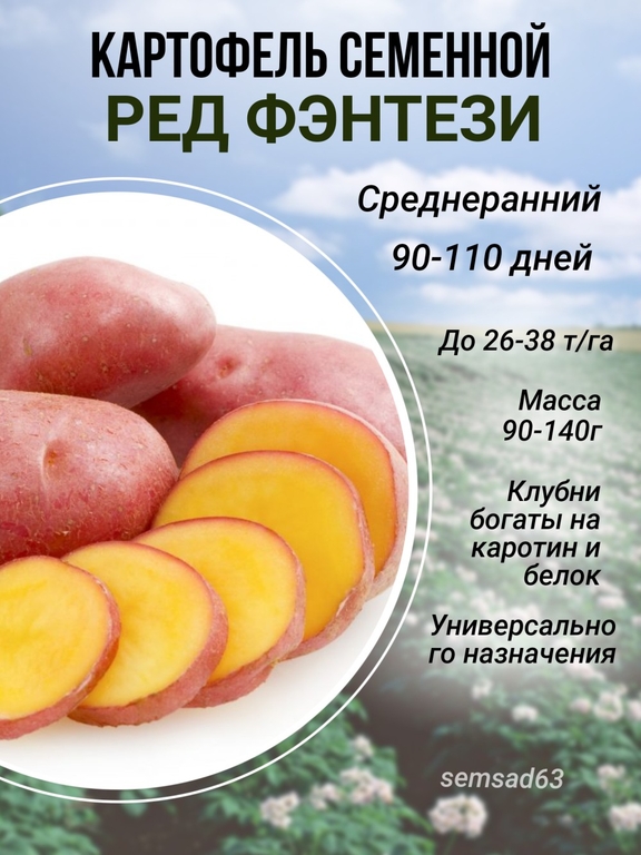 Картофель семенной Ред Фэнтази элита, сетка 3 кг