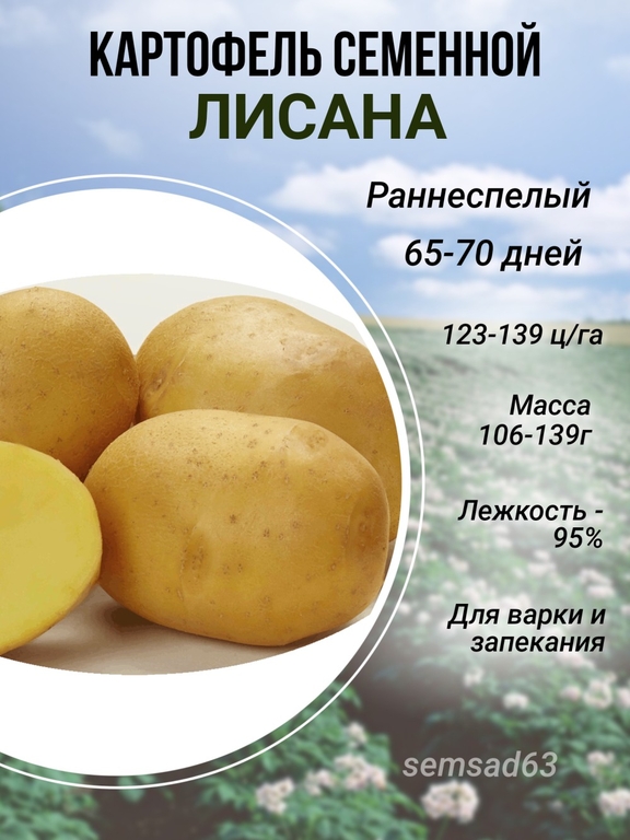 Картофель семенной Лисана элита, сетка 3 кг (120 руб за 1 кг)