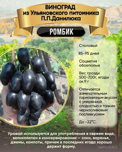 Виноград Ромбик 1 шт, Ульяновский Виноград