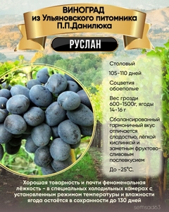 Виноград Руслан 1 шт, Ульяновский Виноград
