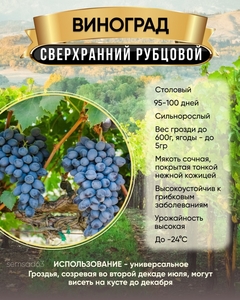 Виноград Сверхранний Рубцовой, Садовита